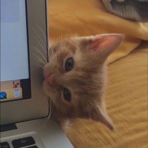 Meet your Posher, Bemi